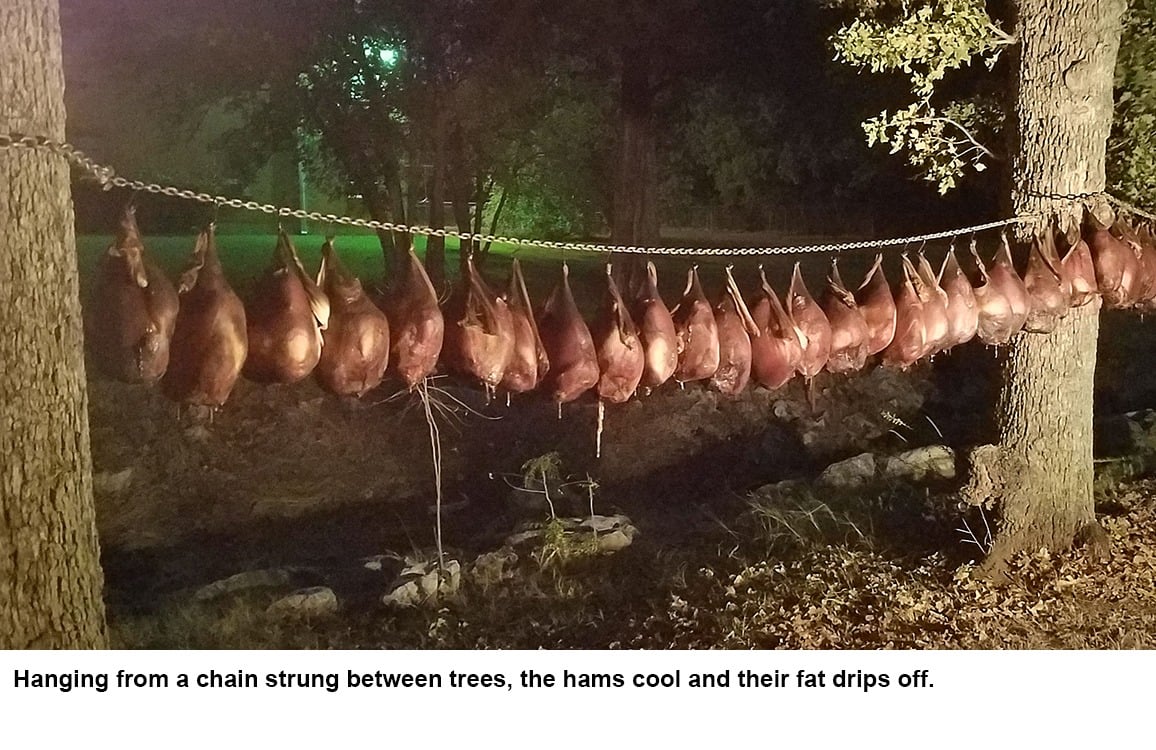Hams hung up to cool.