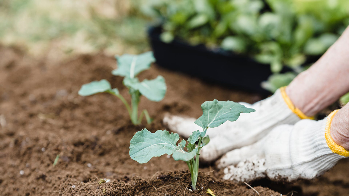 Community Garden