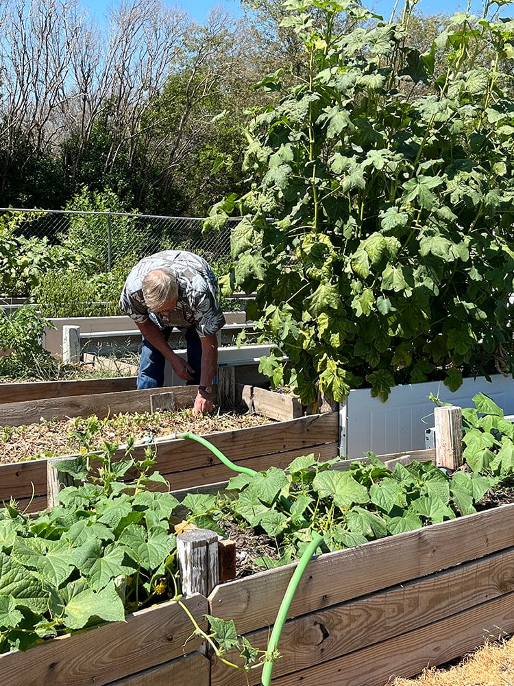 Guy gardening